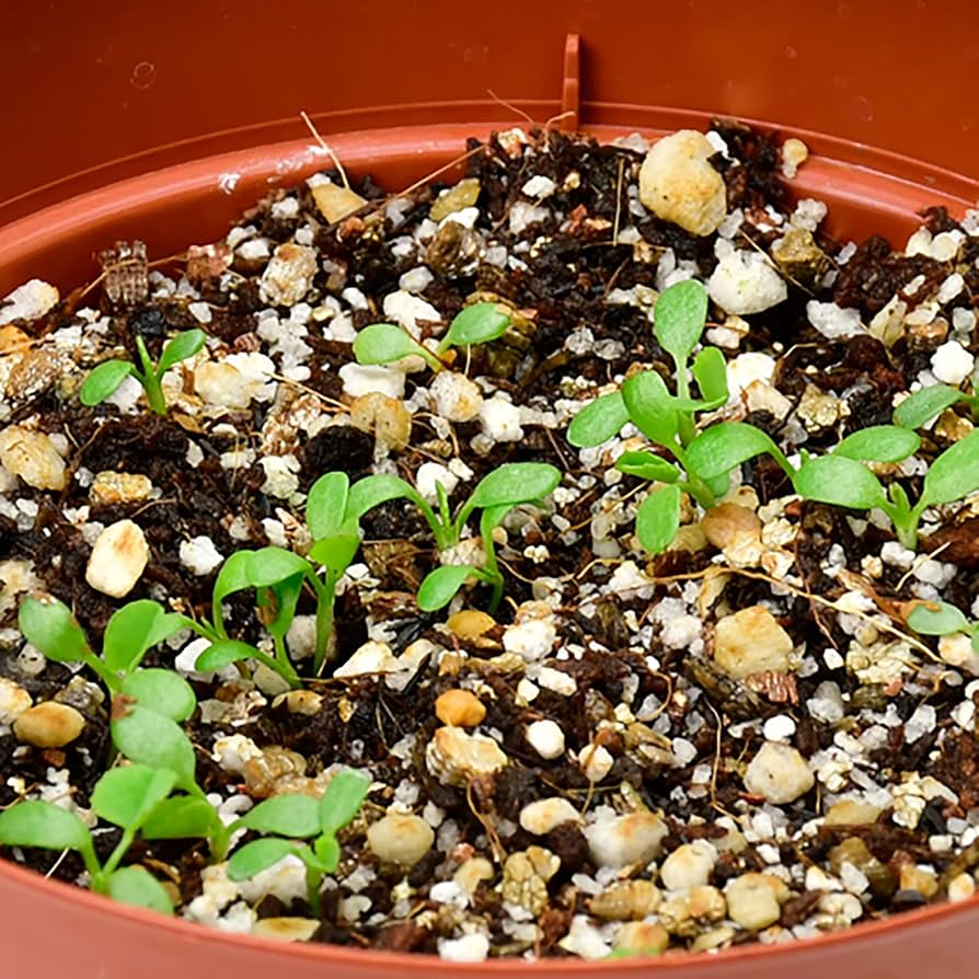 クローバーの苗 G ・Rセット☆ネコポス便発送！ クローバーの苗 G ・Rセット☆ネコポス便発送！ - メルカリ